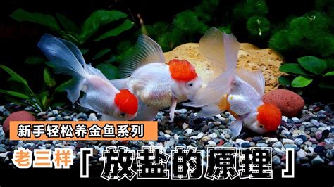 玉如意魚好養嗎|金魚飼養新手入門：8個金魚飼養技巧大公開（新手必讀）